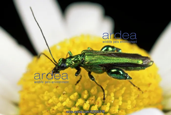 : Pollen-feeding / Thick-legged Flower BEETLE - eating pollen : Pollen-feeding / Thick-legged Flower BEETLE - eating pollen