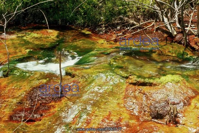: Polluted Stream : Polluted Stream