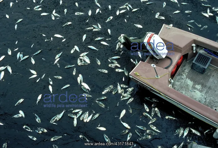 : Polluted water and dead fish : Polluted water and dead fish