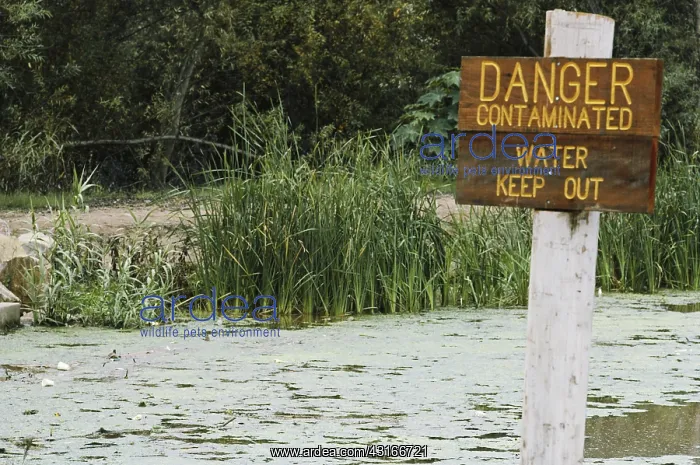 : Polluted Water, Escondido, California : Polluted Water, Escondido, California