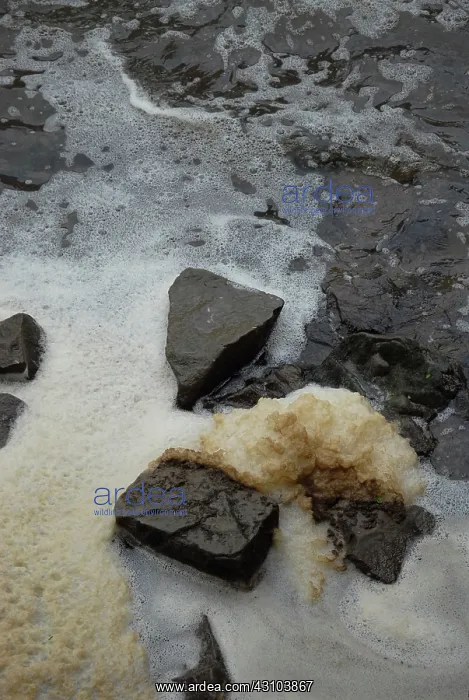 : Polluted Water, Ohio : Polluted Water, Ohio