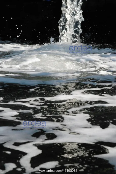 : Polluted Water Pouring into Newtown Creek, NYC : Polluted Water Pouring into Newtown Creek, NYC
