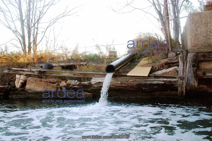 : Polluted Water Pouring into Newtown Creek, NYC : Polluted Water Pouring into Newtown Creek, NYC