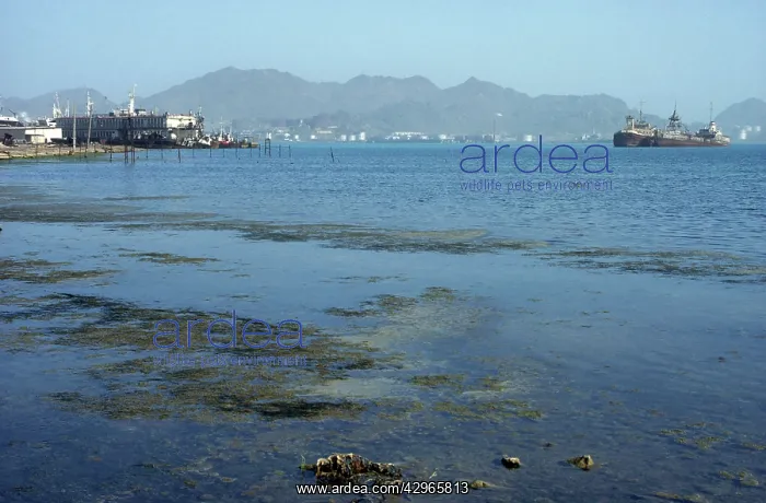 : Pollution - abandoned docks and rusting barges : Pollution - abandoned docks and rusting barges