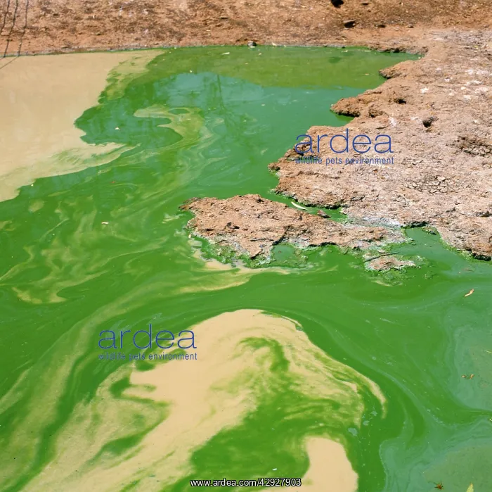 : POLLUTION - Algal Bloom in a creek during a period : POLLUTION - Algal Bloom in a creek during a period