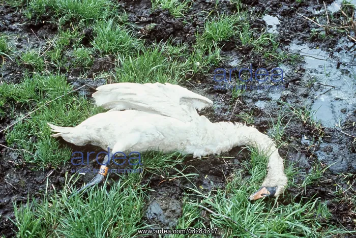 : POLLUTION - dead Mute Swan : POLLUTION - dead Mute Swan