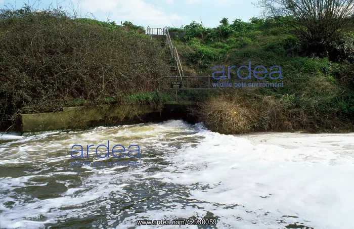 : POLLUTION - Foaming Sewage outfall : POLLUTION - Foaming Sewage outfall