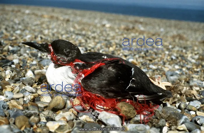 : POLLUTION - GUILLEMOT, Entangled in twine : POLLUTION - GUILLEMOT, Entangled in twine