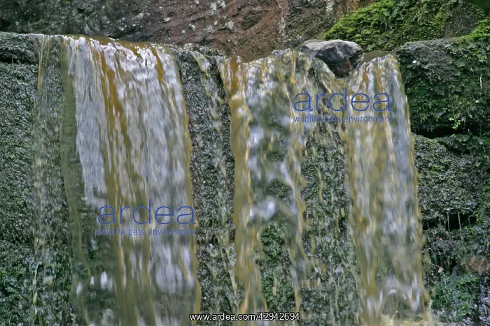 : Pollution of mountain stream with slurry : Pollution of mountain stream with slurry