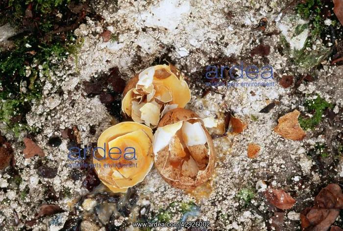 : Pollution - Nest of Peregrine Falcon, eggs broken due to DDT : Pollution - Nest of Peregrine Falcon, eggs broken due to DDT