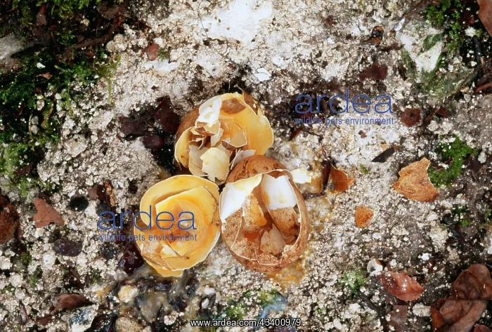 : Pollution - Nest of Peregrine Falcon, eggs broken due to DDT : Pollution - Nest of Peregrine Falcon, eggs broken due to DDT