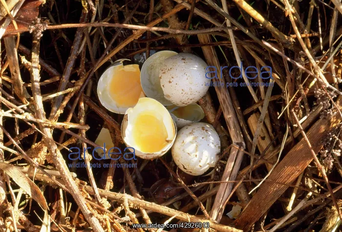 : Pollution - nest of Sparrow Hawk eggs broken due : Pollution - nest of Sparrow Hawk eggs broken due