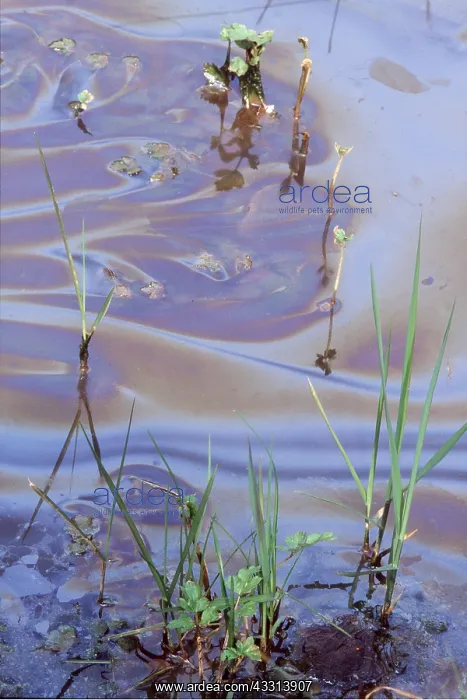 : POLLUTION - Oil On Water : POLLUTION - Oil On Water