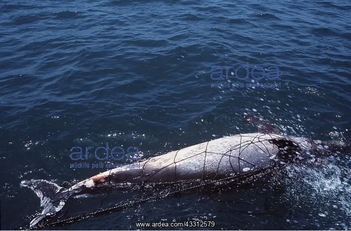 : POLLUTION - Spotted dolphin caught in mesh net : POLLUTION - Spotted dolphin caught in mesh net