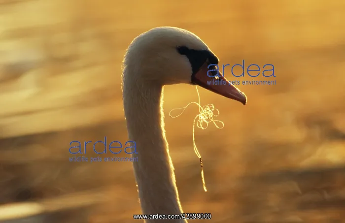  : POLLUTION - Swan with fishing line in beak