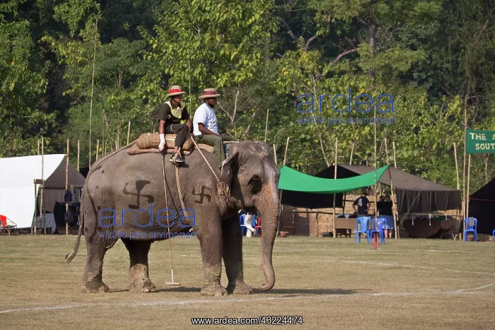 : Polo Elephant back - Royal Bardia NP Nepal Terai : Polo Elephant back - Royal Bardia NP Nepal Terai