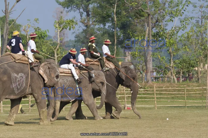 : Polo Elephant back - Royal Bardia NP Nepal Terai : Polo Elephant back - Royal Bardia NP Nepal Terai
