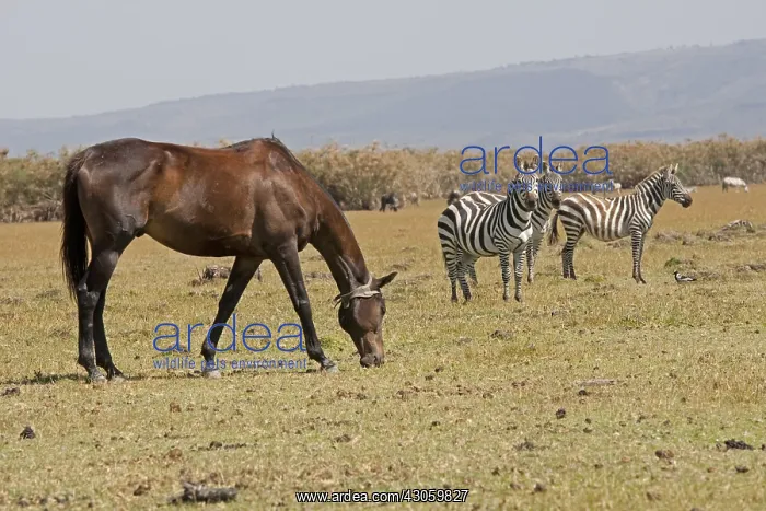 : Polo pony grazing amongst zebra Cresent Island Lake Naivasha : Polo pony grazing amongst zebra Cresent Island Lake Naivasha