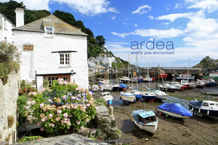 : Polperro Fishing Harbour : Polperro Fishing Harbour