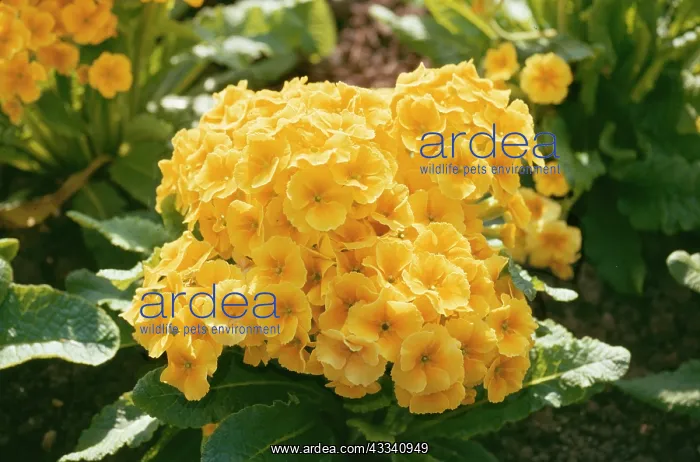  : POLYANTHUS - cultivated