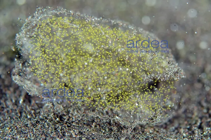 : Polychaete worm egg mass - in mucous bag - Kubu, Tulamben, K : Polychaete worm egg mass - in mucous bag - Kubu, Tulamben, K