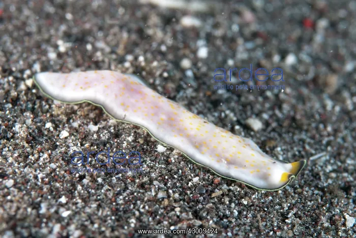 : Polyclad Flatworm on black sand Aer Bajo dive site : Polyclad Flatworm on black sand Aer Bajo dive site