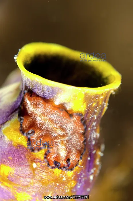 : Polyclad Flatworm on Golden Sea Squirt : Polyclad Flatworm on Golden Sea Squirt