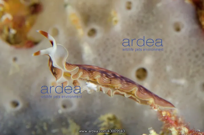 : Polyclad Flatworm Sebayor Kecil dive site, between : Polyclad Flatworm Sebayor Kecil dive site, between