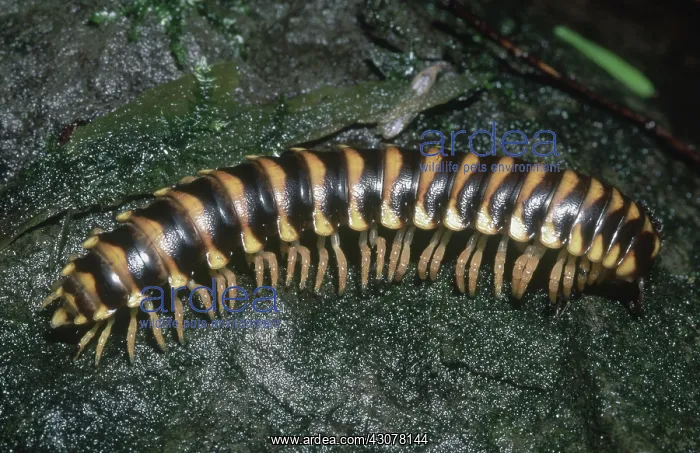 : Polydesmid Millipede : Polydesmid Millipede