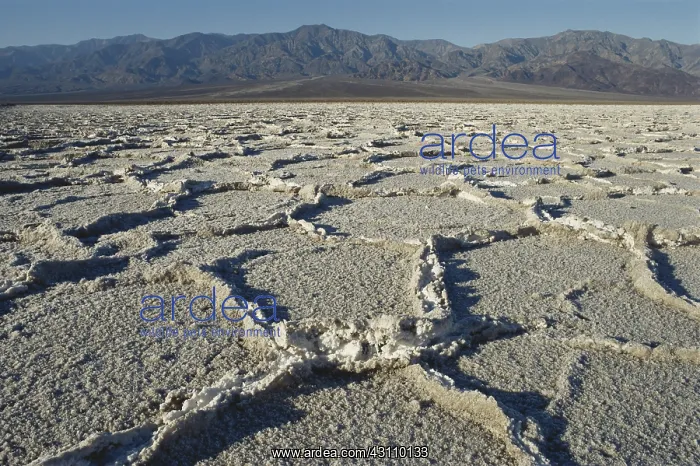 : Polygonal Salt Crust : Polygonal Salt Crust