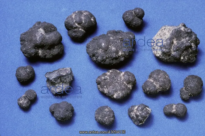 : Polymetallic Nodules : Polymetallic Nodules