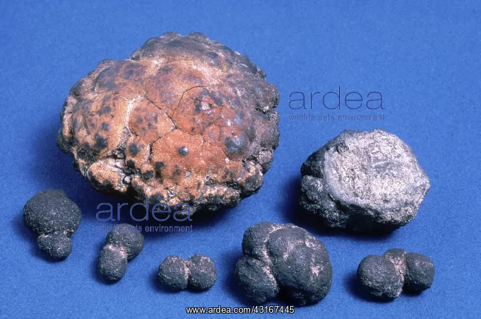 : Polymetallic Nodules : Polymetallic Nodules