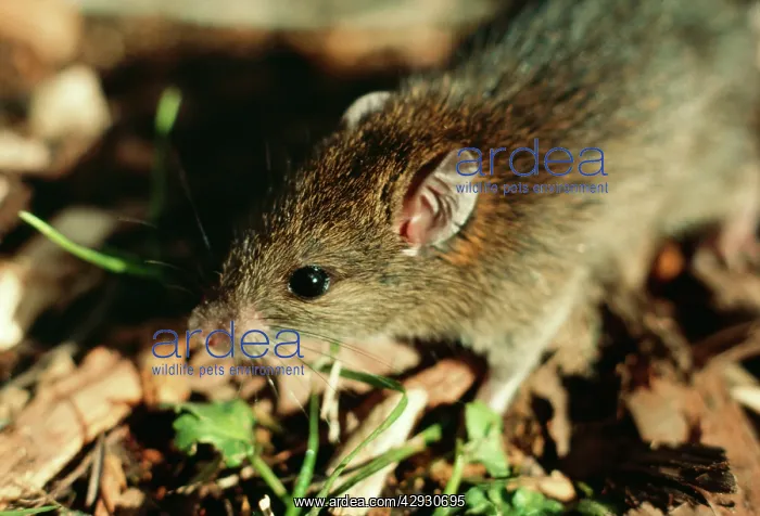 : POLYNESIAN RAT : POLYNESIAN RAT