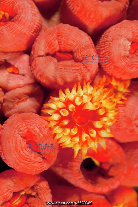 : Polyp of Orange cup coral, Tubastrea coccinea, Malpelo Islan : Polyp of Orange cup coral, Tubastrea coccinea, Malpelo Islan