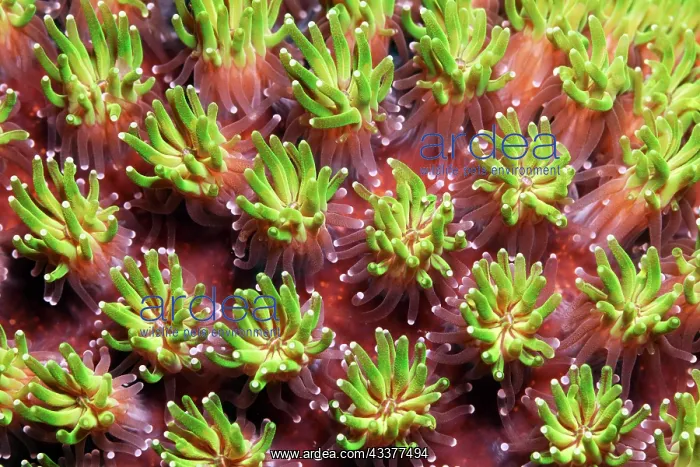 : Polyp, polyp, Galaxea octopus coral (Galaxea fascicularis) : Polyp, polyp, Galaxea octopus coral (Galaxea fascicularis)
