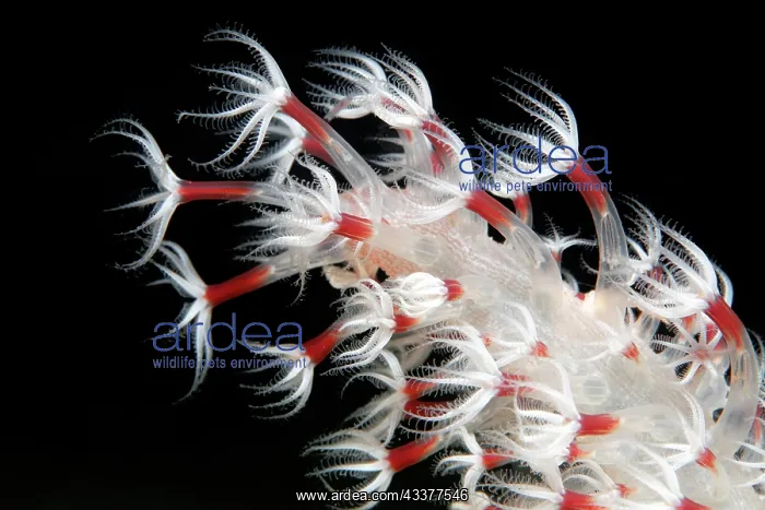 : Polyp, Polyp, Sea Feather (Cavernularia), Detail : Polyp, Polyp, Sea Feather (Cavernularia), Detail