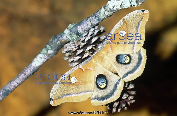 : Polyphemus Moth : Polyphemus Moth