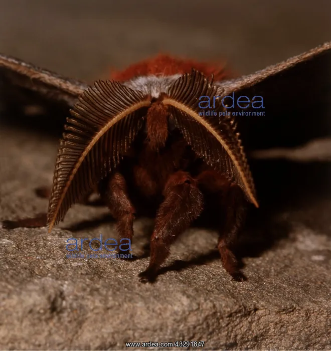 : Polyphemus Moth : Polyphemus Moth