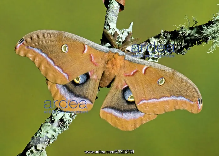 : Polyphemus Moth : Polyphemus Moth