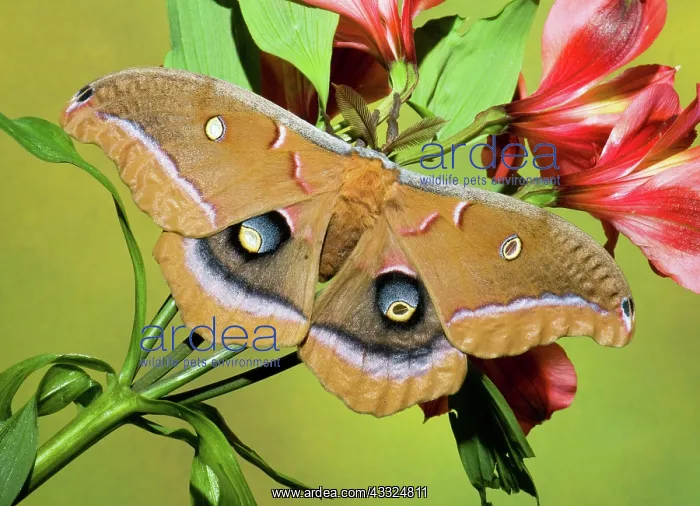 : Polyphemus Moth : Polyphemus Moth