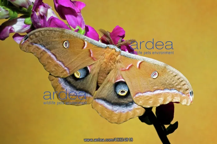 : Polyphemus Moth : Polyphemus Moth