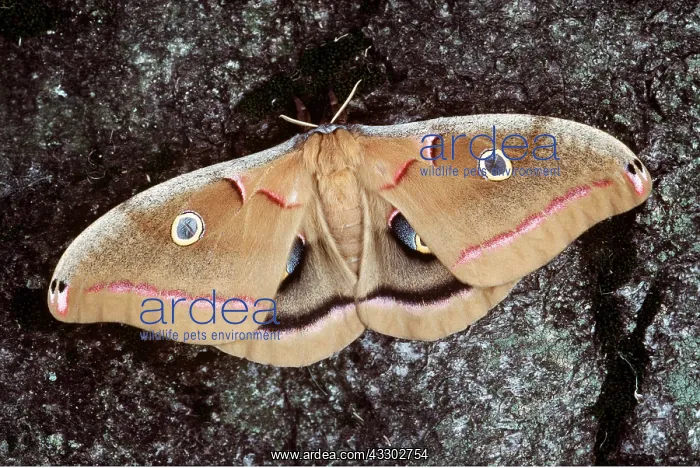 : POLYPHEMUS MOTH / Giant Silk Moth - female : POLYPHEMUS MOTH / Giant Silk Moth - female