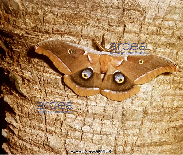 : POLYPHEMUS MOTH / Giant Silk Moth - male : POLYPHEMUS MOTH / Giant Silk Moth - male