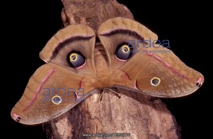 : Polyphemus Moth - intimidation posture, the eyed-wings : Polyphemus Moth - intimidation posture, the eyed-wings