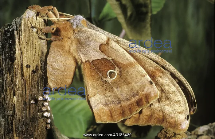 : Polyphemus moth laying eggs : Polyphemus moth laying eggs
