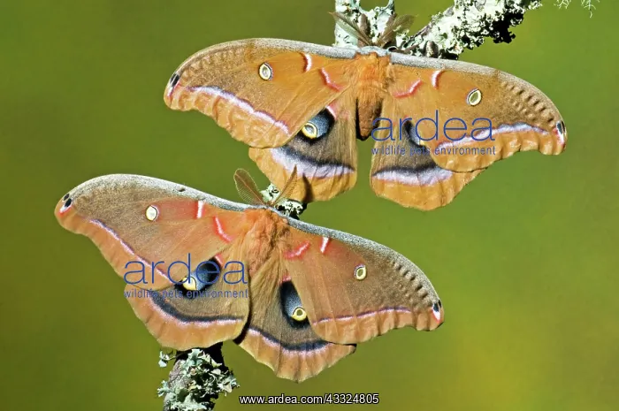  : Polyphemus Moths