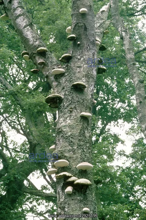  : Polypore Brackets - on dead Birch Tree