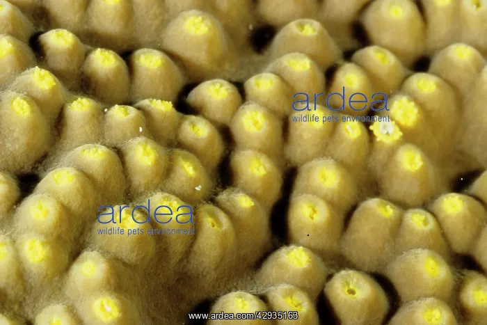  : Polyps of a foliaceous hard coral