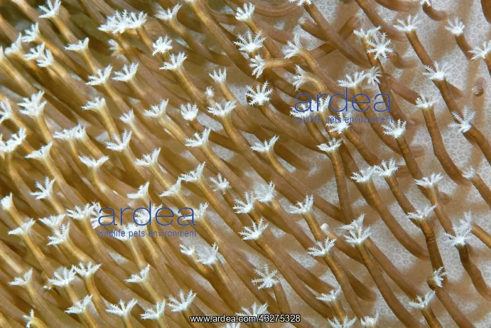 : Polyps of a leather coral (Sarcophyton sp.), Banda : Polyps of a leather coral (Sarcophyton sp.), Banda