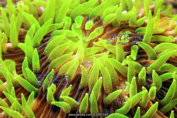 : Polyps, Mushroom Coral (Fungiidae) (Fungia), green : Polyps, Mushroom Coral (Fungiidae) (Fungia), green